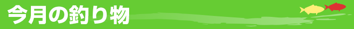 今月の釣り物